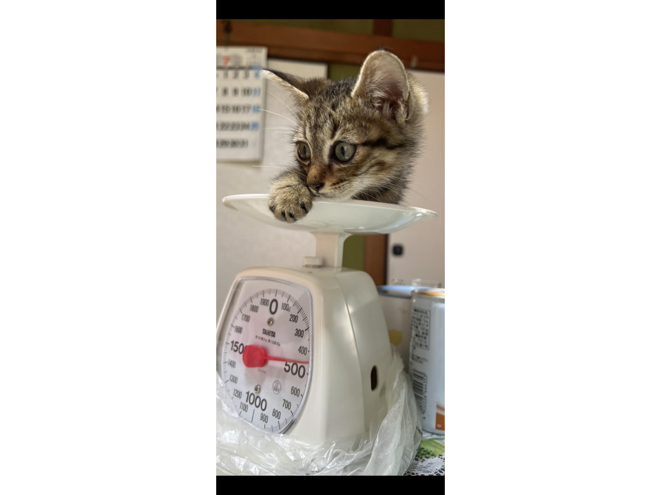 生きたいとがんばったあまえんぼキジトラ君
