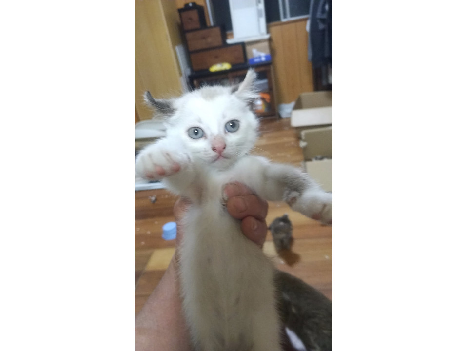 薄茶白のメスです