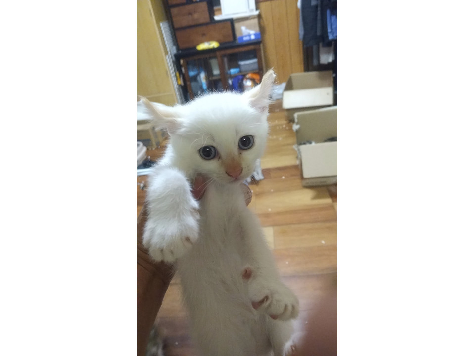 暴れん坊の雄猫です