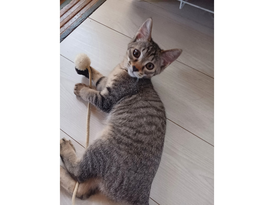可愛いキジドラです。