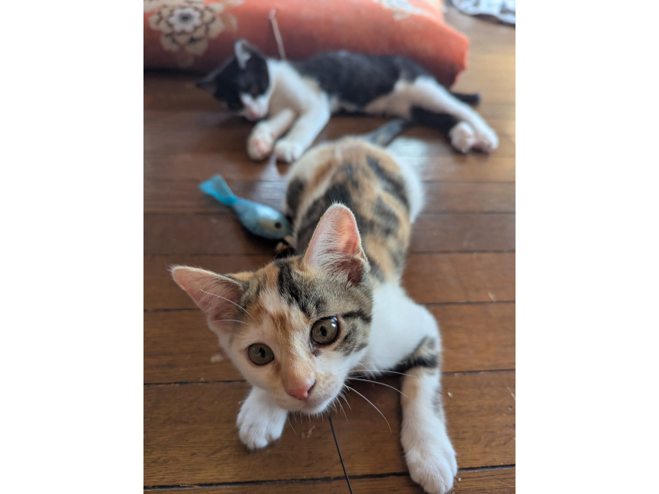 【袋井市】譲渡会参加中！縞三毛の子猫