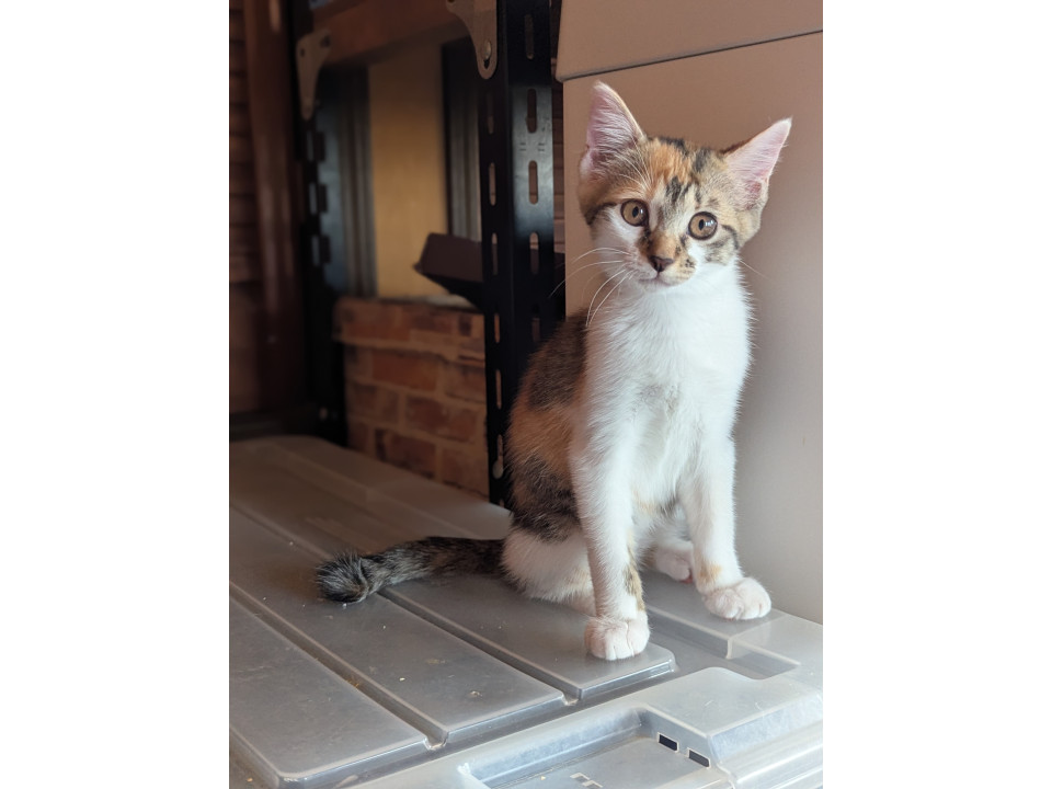 【袋井市】譲渡会参加中！縞三毛の子猫
