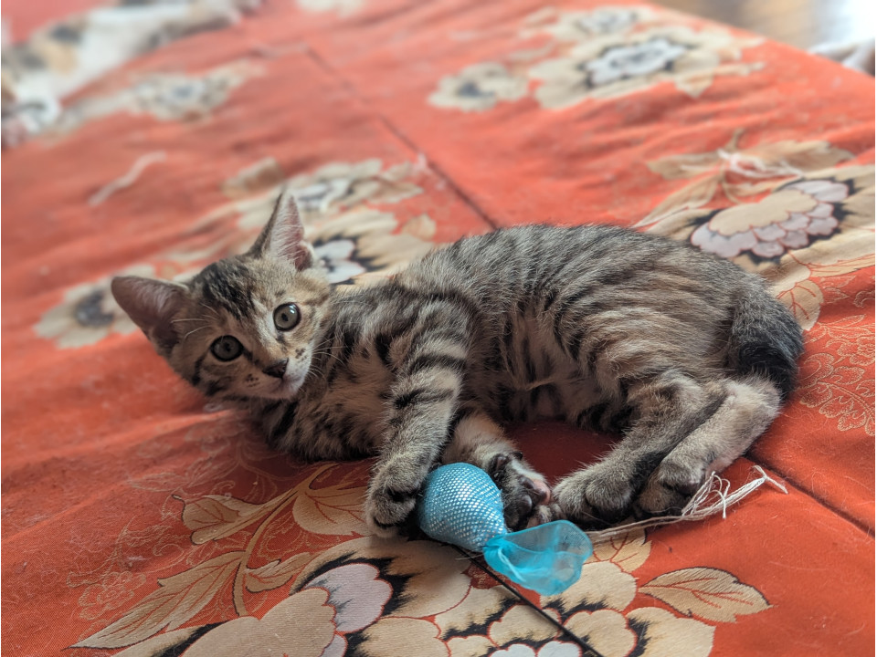 【袋井市】譲渡会参加中！麦わらの子猫