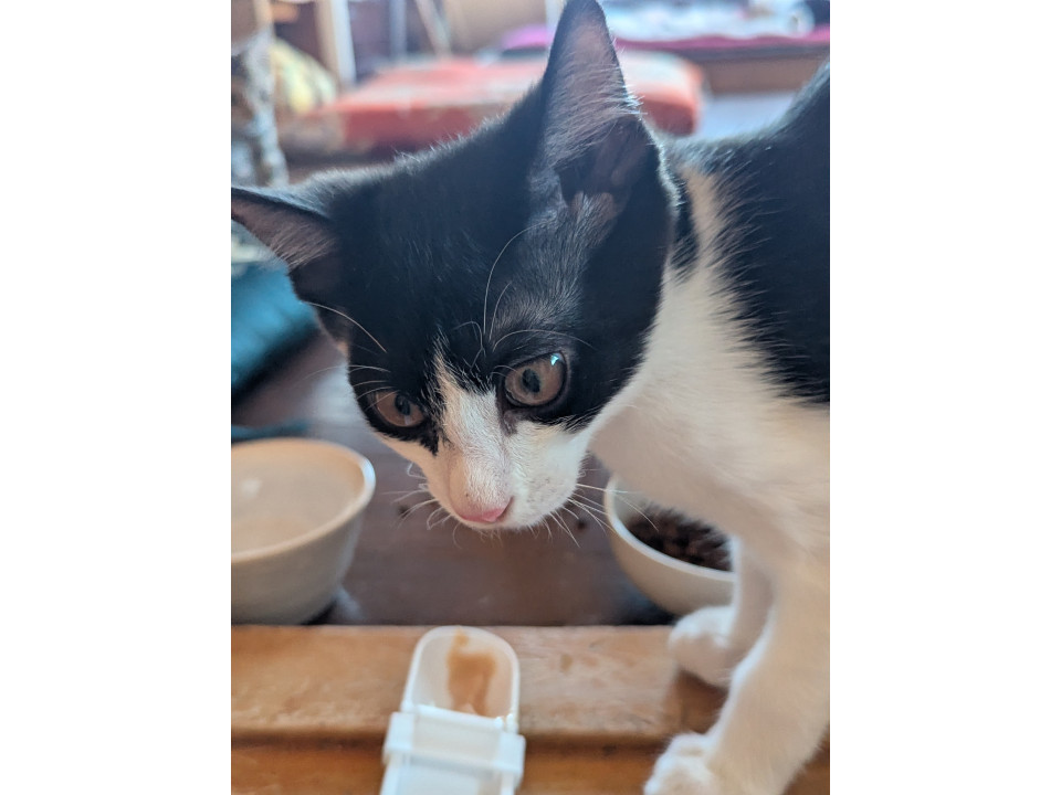【袋井市】譲渡会参加中！ハチワレの子猫