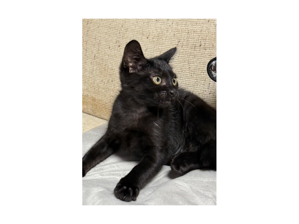 かわいい黒猫ちゃん❣️