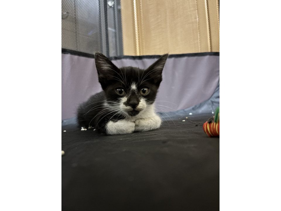 子猫拾いました。