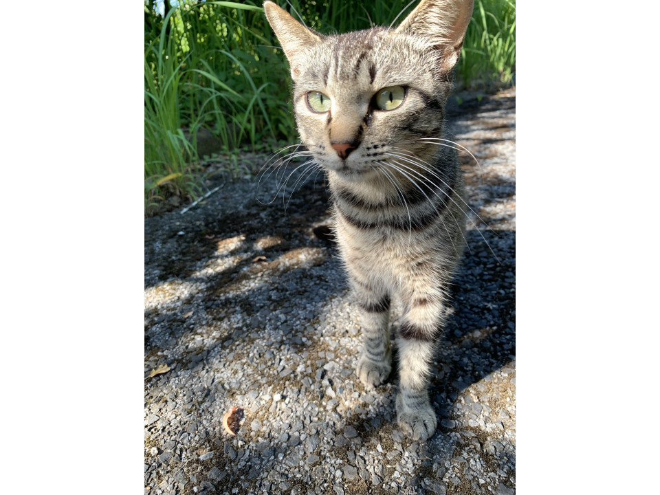 近所の野良猫さんオスのキジトラ君です