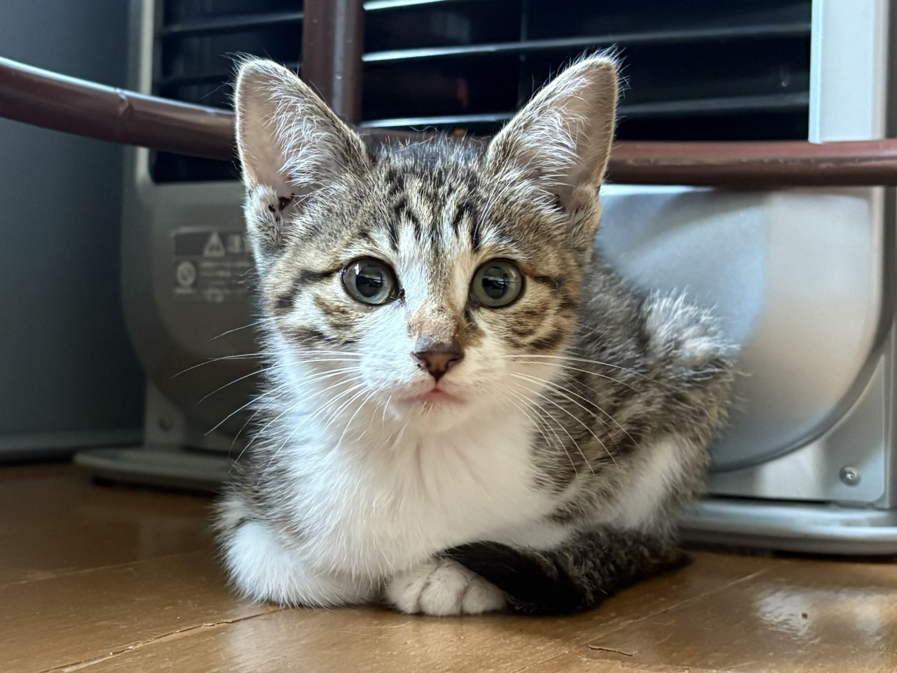 元気で甘えっ子ちゃん