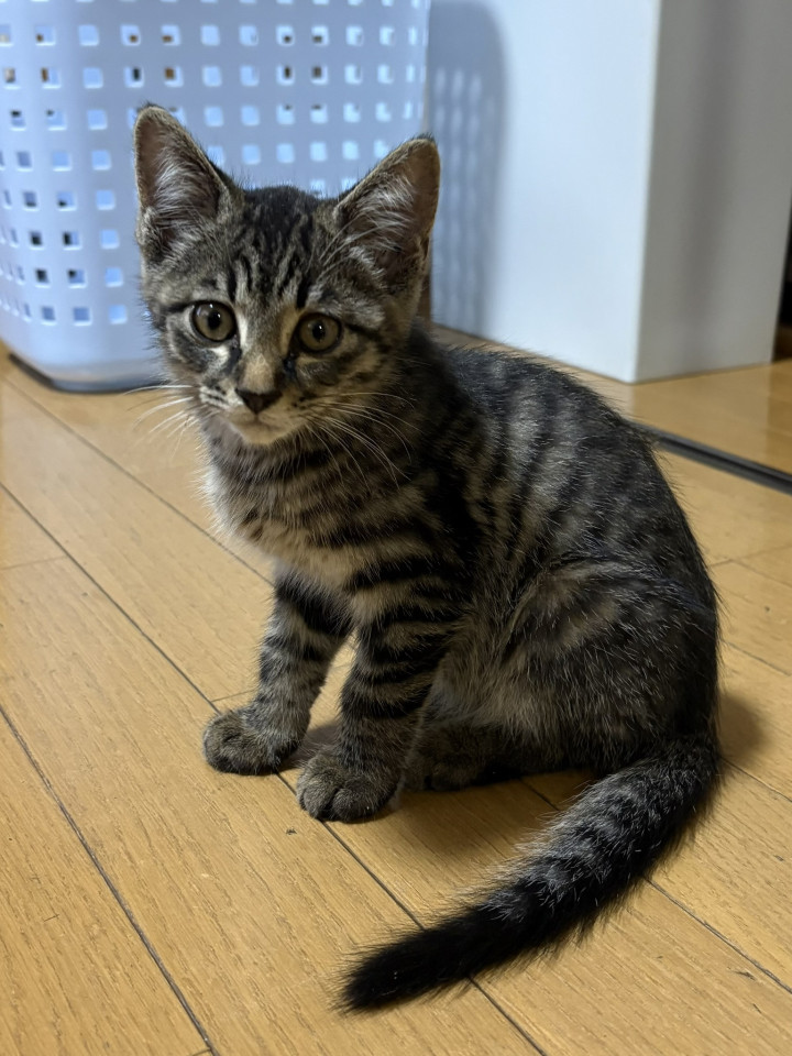 元気で甘えっ子くん