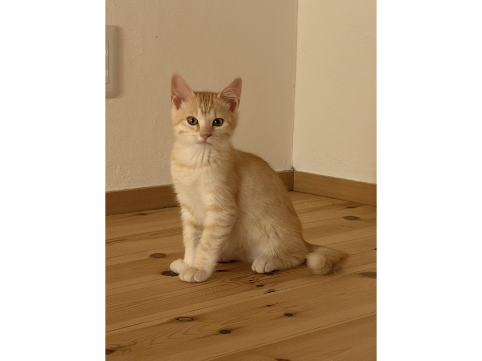 人懐こくなった可愛い子猫達