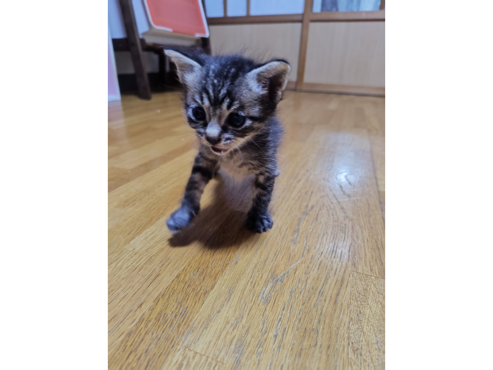 もののけ姫のこだまにソックリ