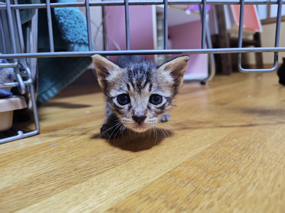 兄妹一可愛いお顔