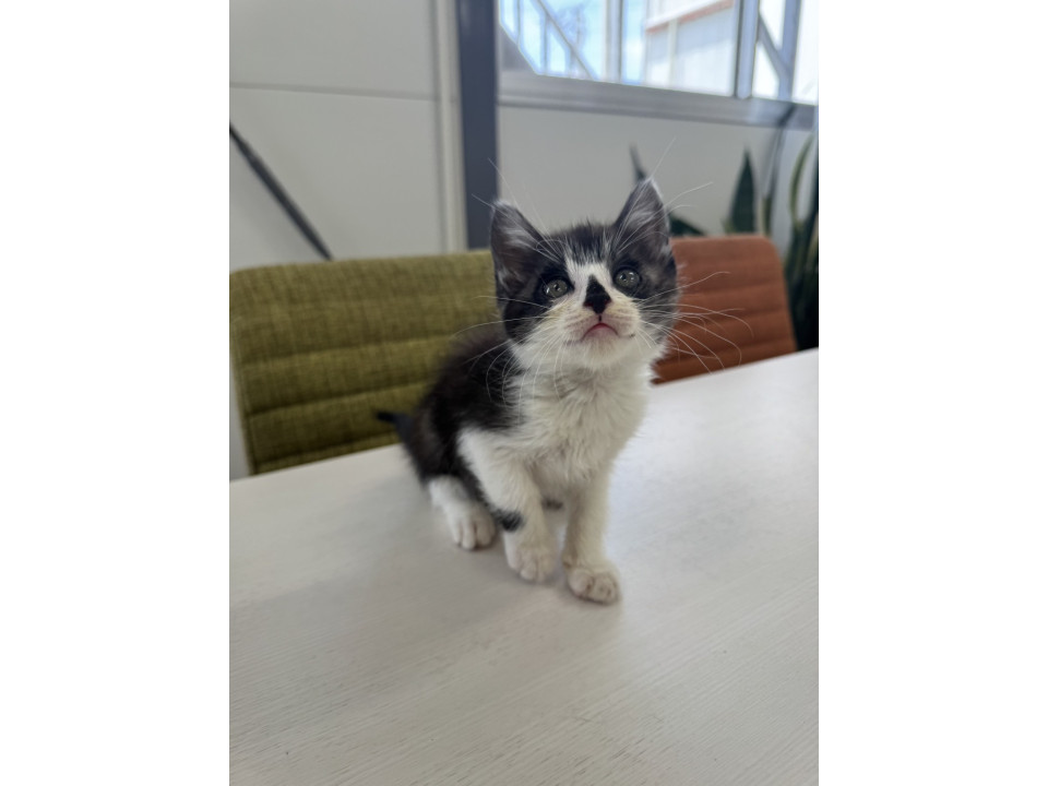 2ヶ月長毛の美形ねこちゃん