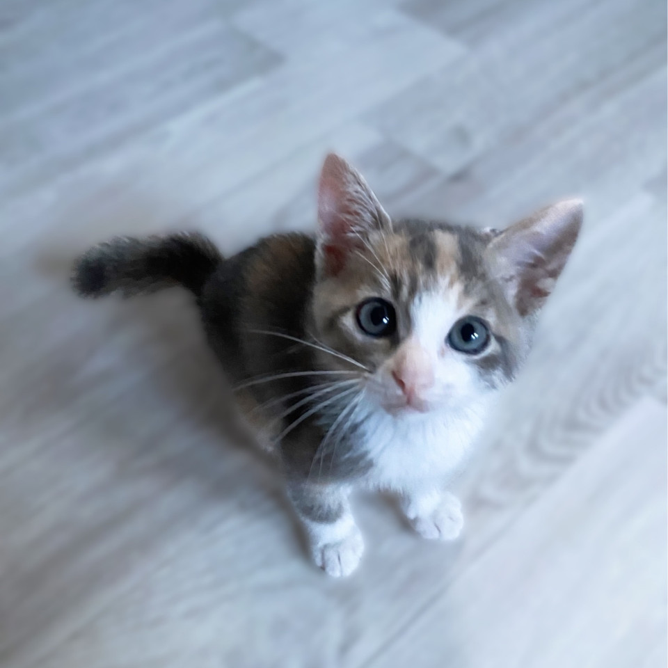 【団子四兄弟】三毛猫みたらし