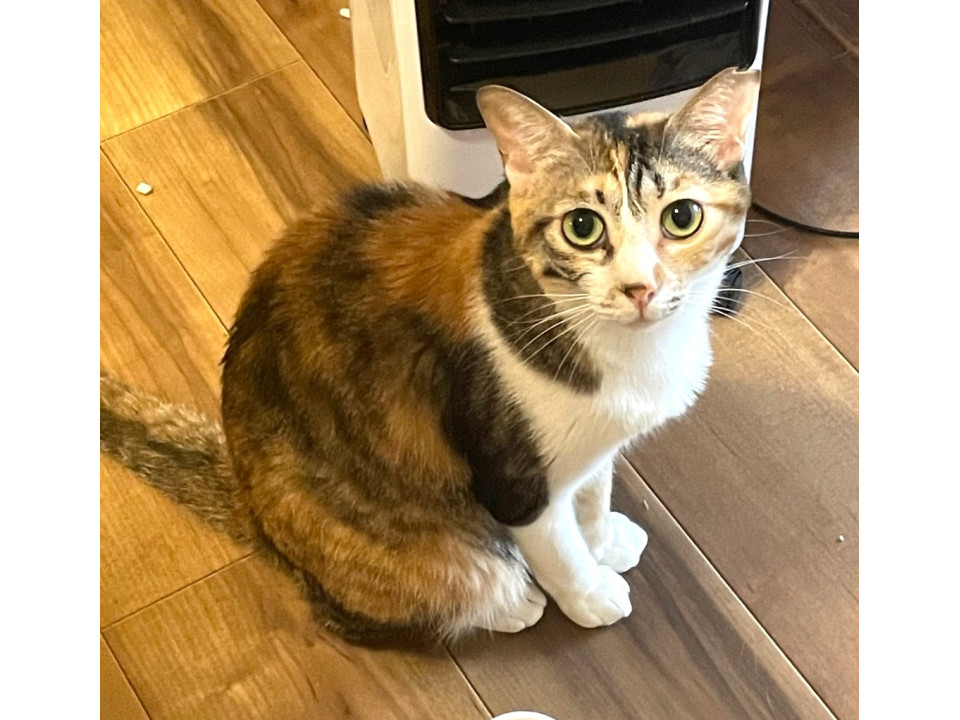 美しく好奇心旺盛な三毛猫ちゃん