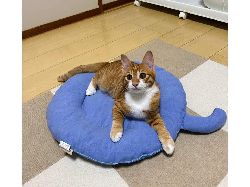 甘え上手な男の子
