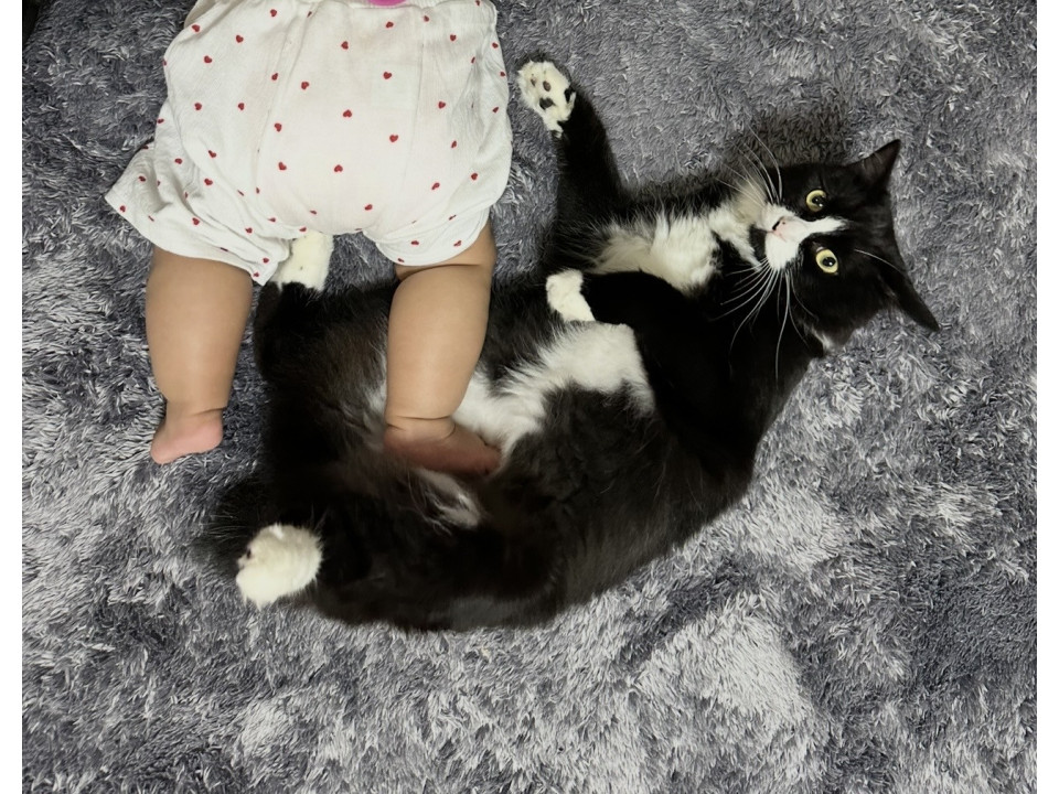 甘えん坊で可愛いハチワレちゃん