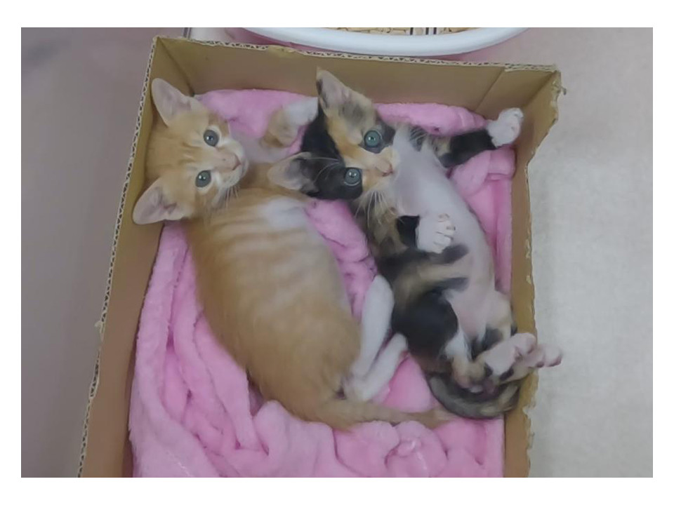 離乳期 キャンドルテイルの甘ったれさん♪
