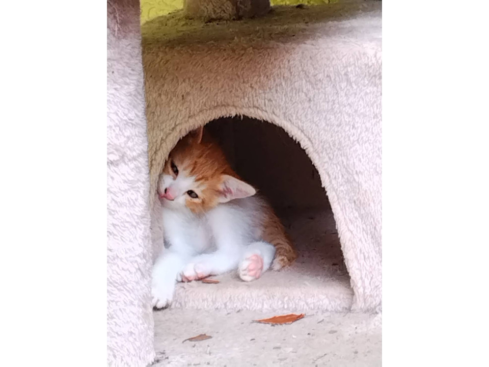 可愛い子猫ちゃんの里親募集