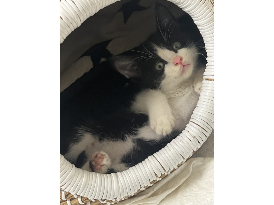 かわいいハチワレ子猫