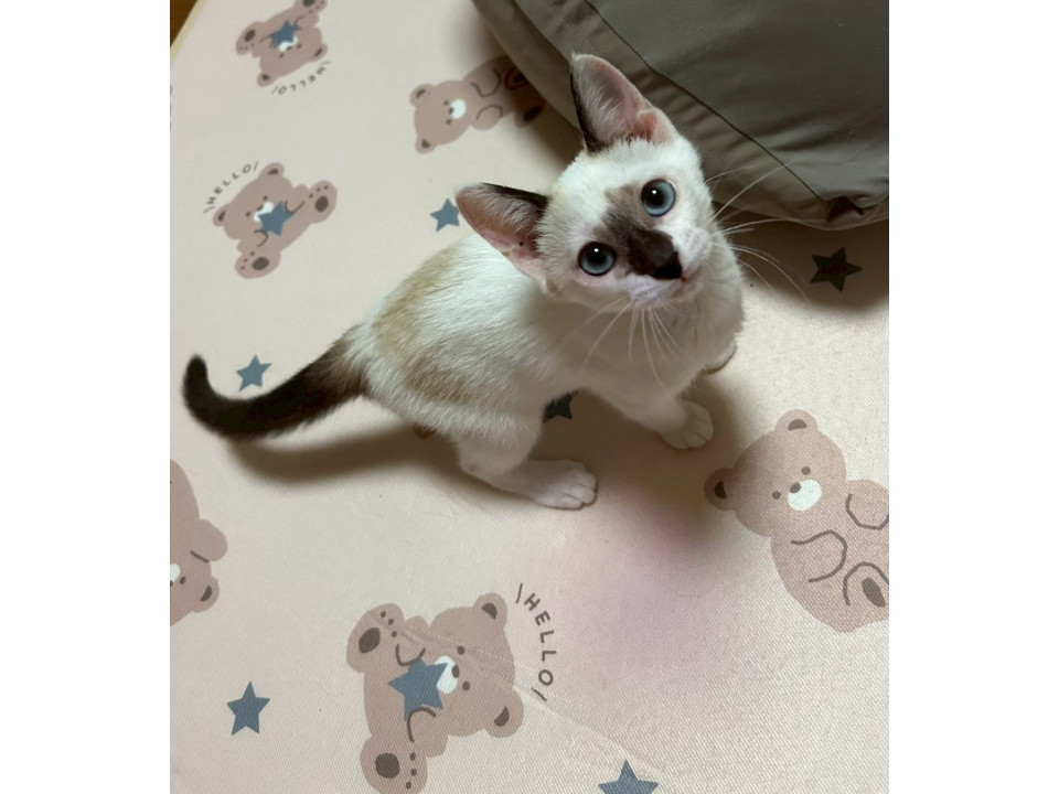 3匹兄妹シャム風甘えん坊はんぺん♡