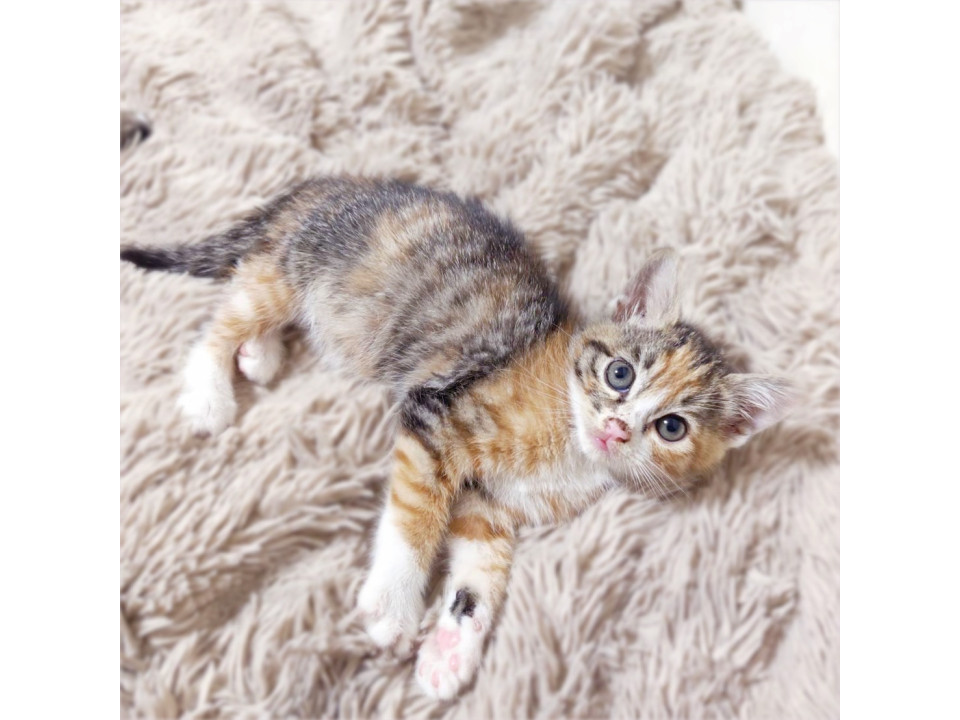 縞三毛子猫❤️ほたるちゃん