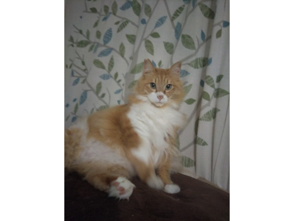 甘えん坊の長毛猫ちゃん