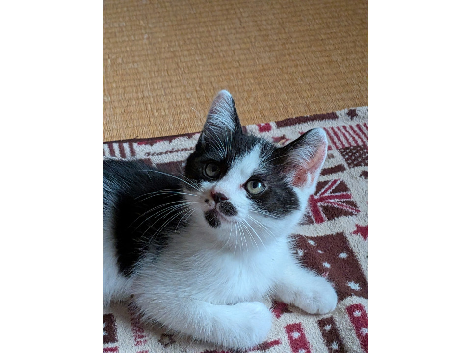 甘えん坊さんの子猫ちゃん