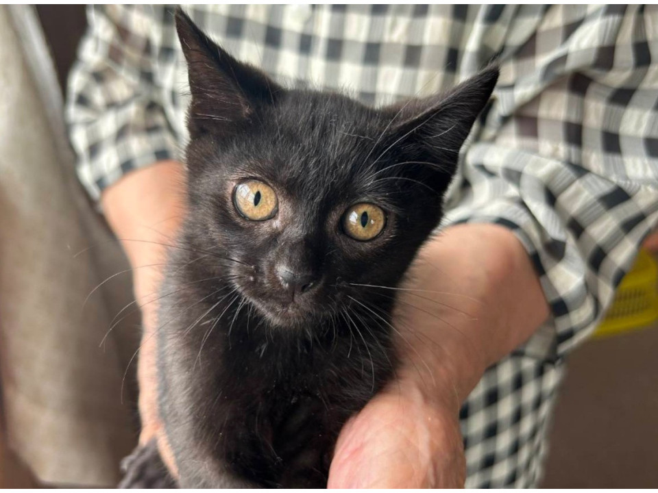 まるでジジみたい!かわいい黒猫の三姉妹
