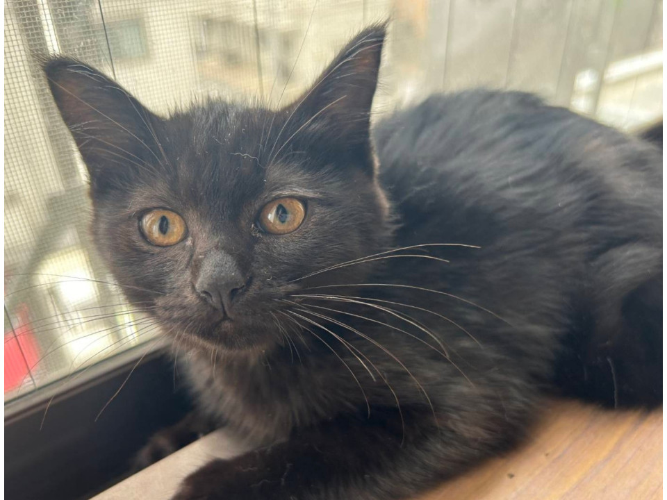 まるでジジみたい!かわいい黒猫の三姉妹
