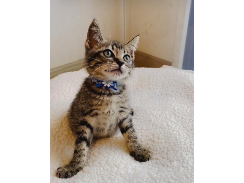 子猫を救ってください