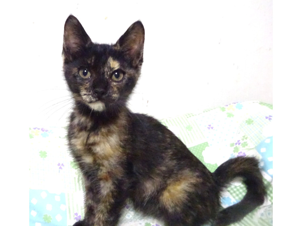 小柄なさび猫、沙耶ちゃん
