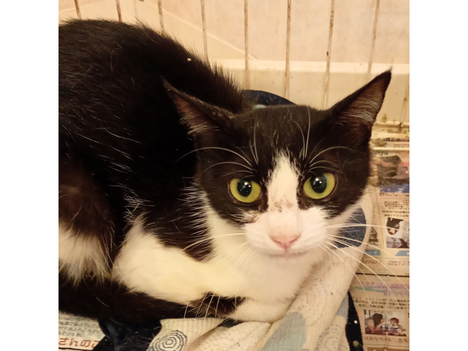 小柄なお母さん猫の『mach(マッチ)』