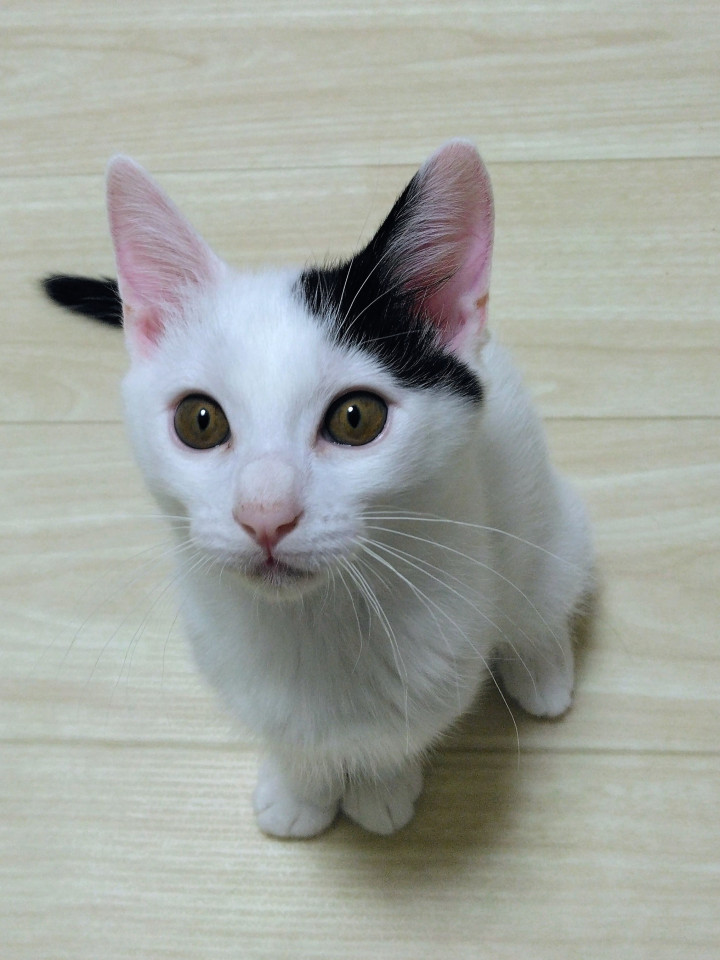 かわいい白黒さん