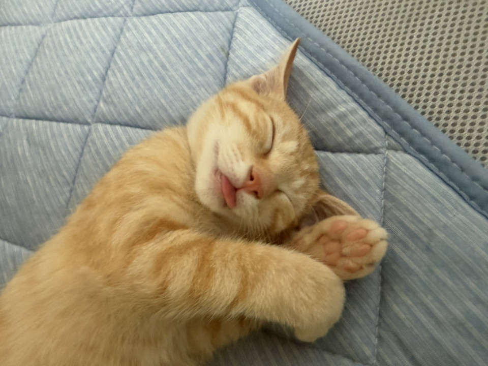 甘えん坊になってきた子猫の兄弟