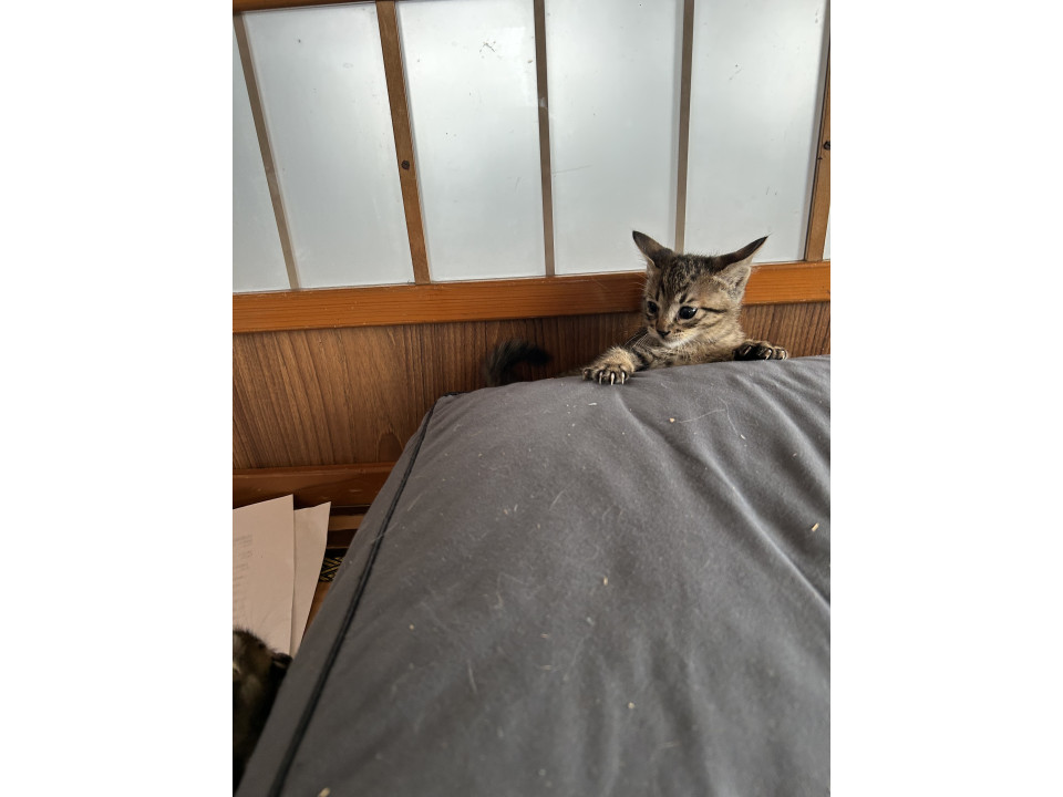 【秋田県】子猫3匹・母猫の里親募集?