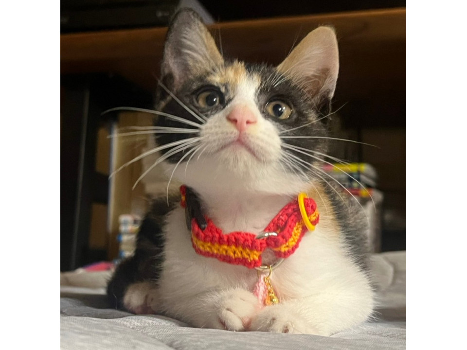 愛らしい三毛猫の女の子