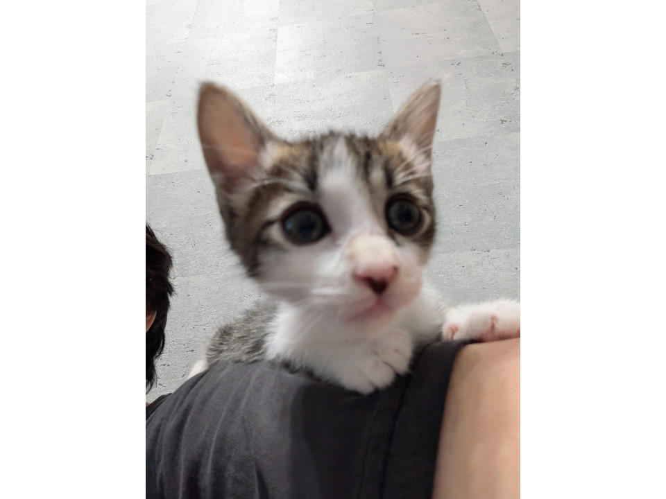 子猫の里親募集しています!