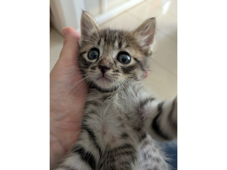 子猫の里親募集しています!
