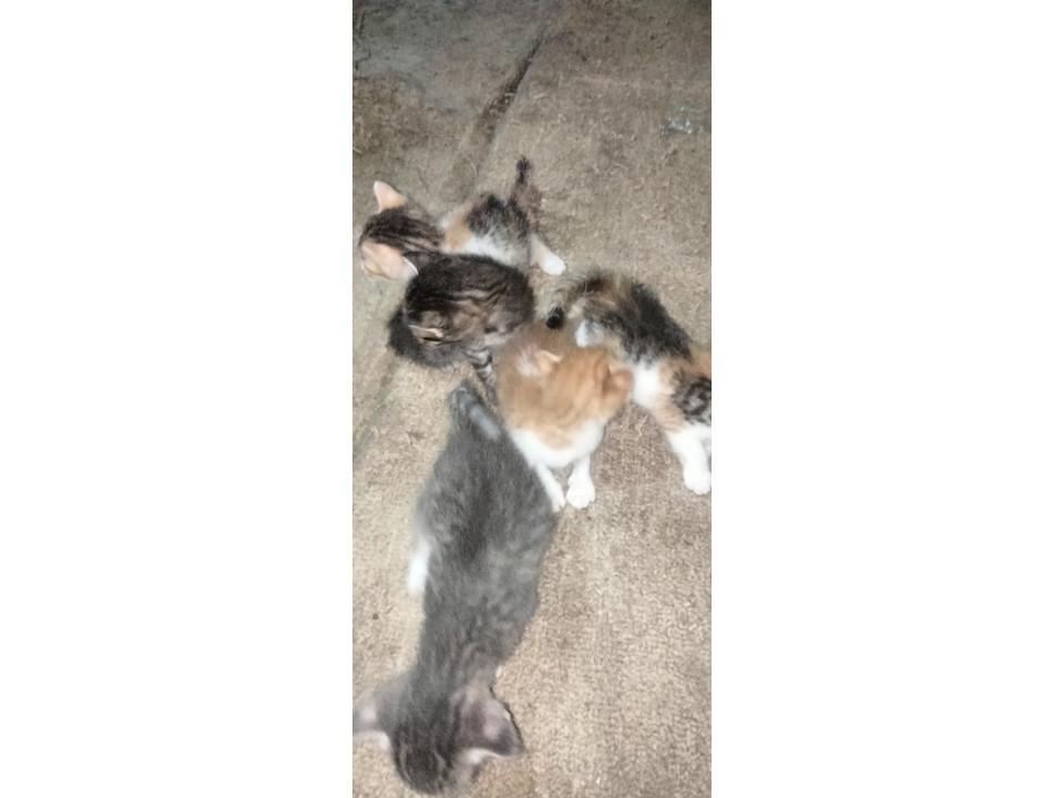 生後一ヶ月子猫5匹