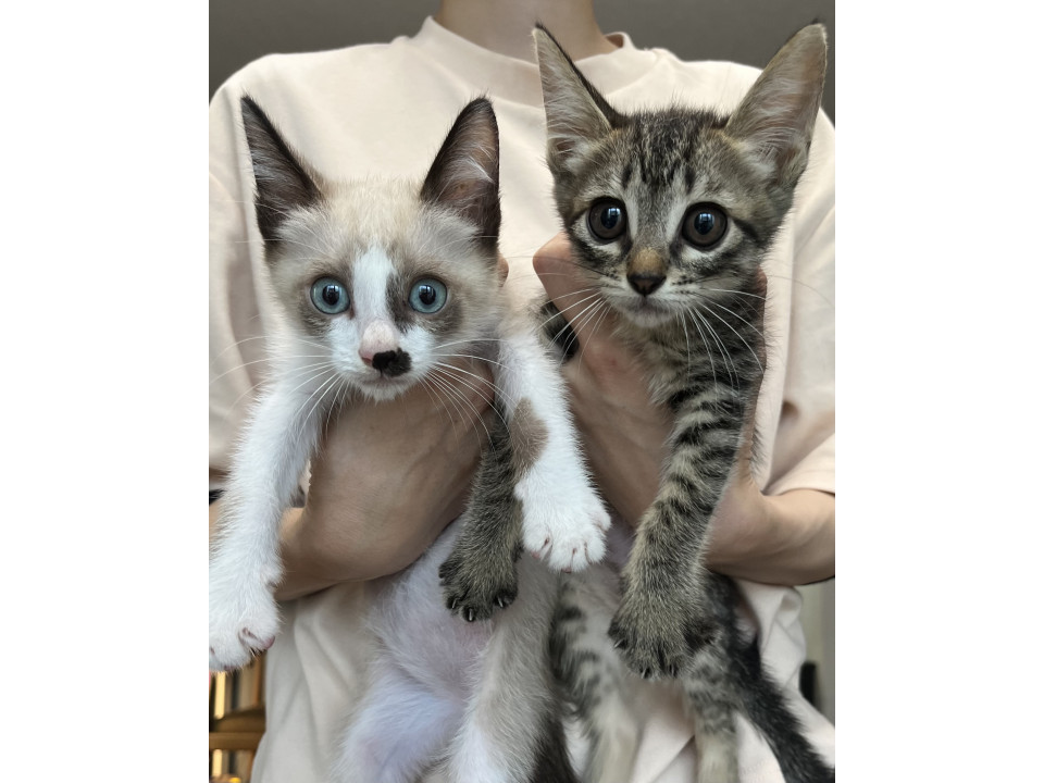 甘えん坊の仲良し兄妹♡生後2ヶ月
