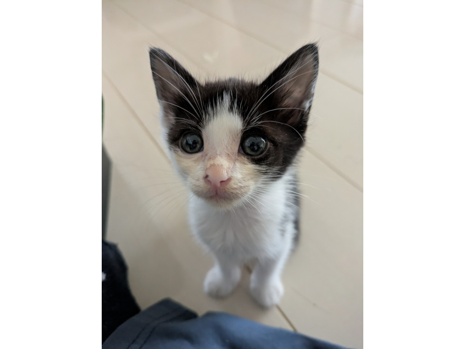 子猫の里親募集しています!