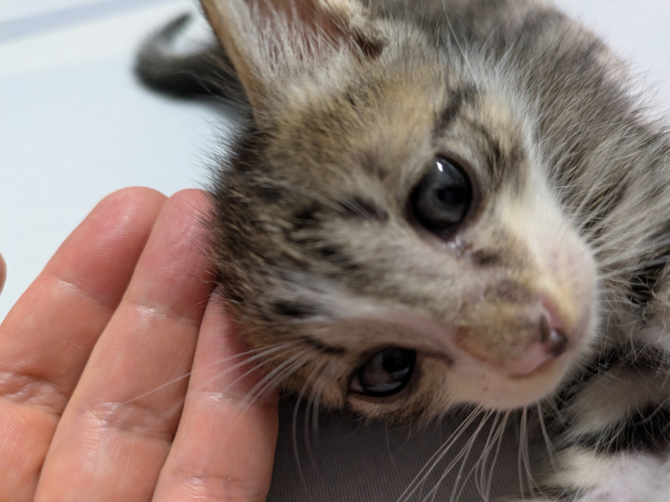 子猫の里親募集しています!