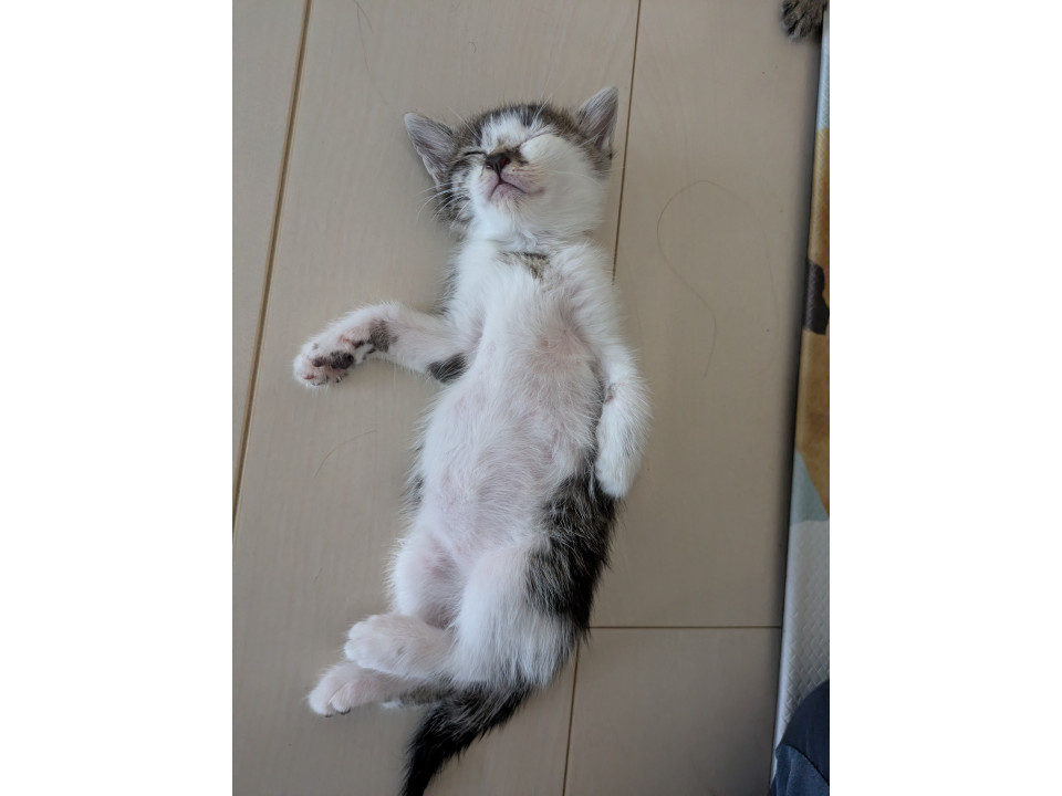 子猫の里親募集しています!