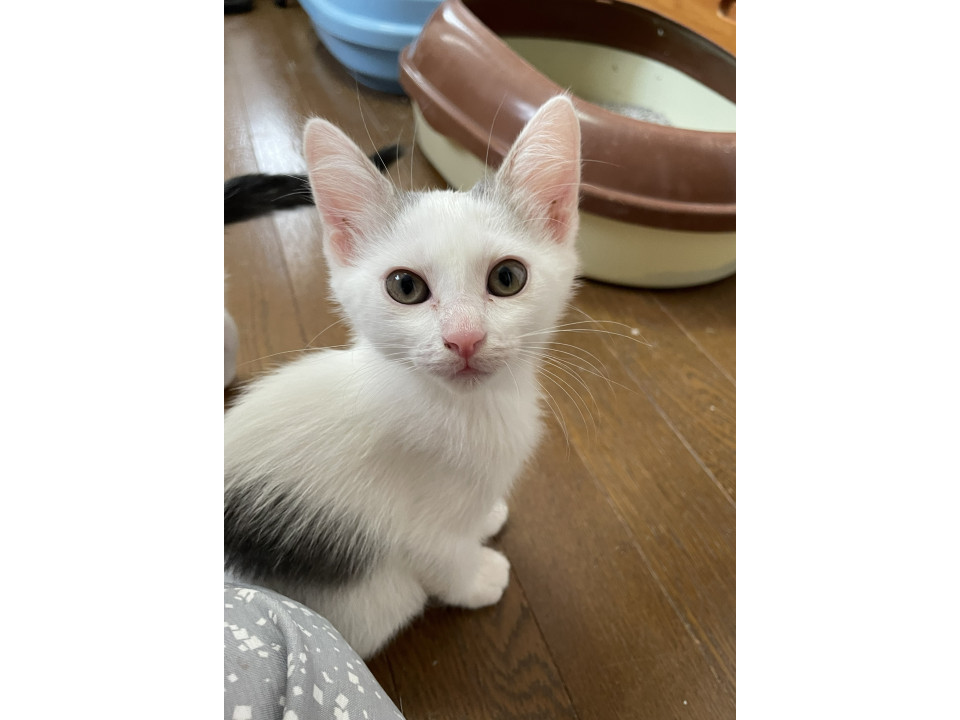 クールビューティで甘ったれ