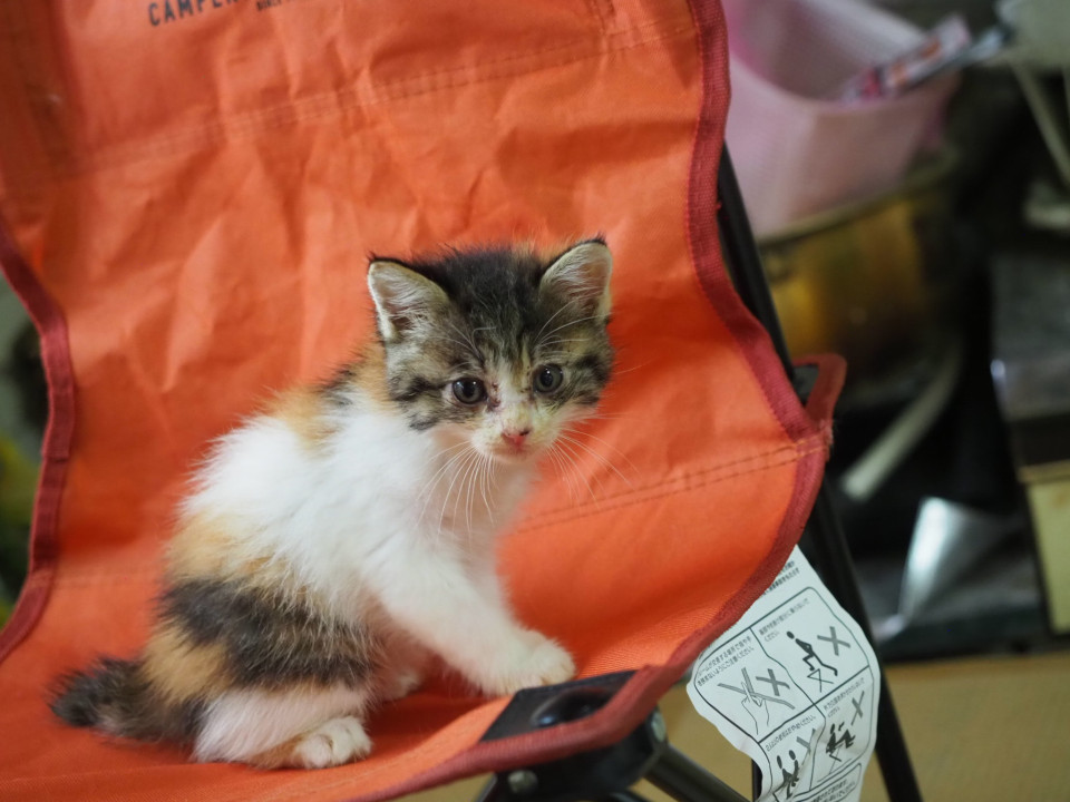 やんちゃな三毛猫さん