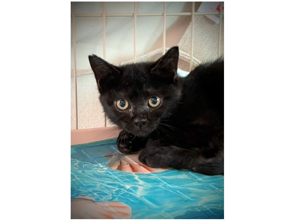 かわいい黒猫くん❣️