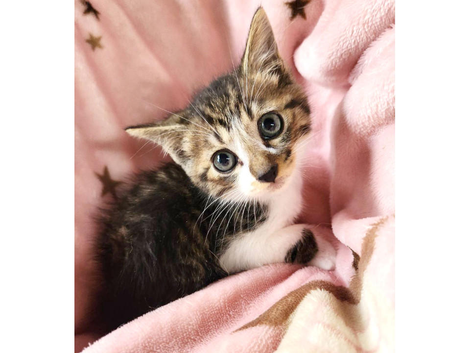 かわいいボン君・キジ白・オス