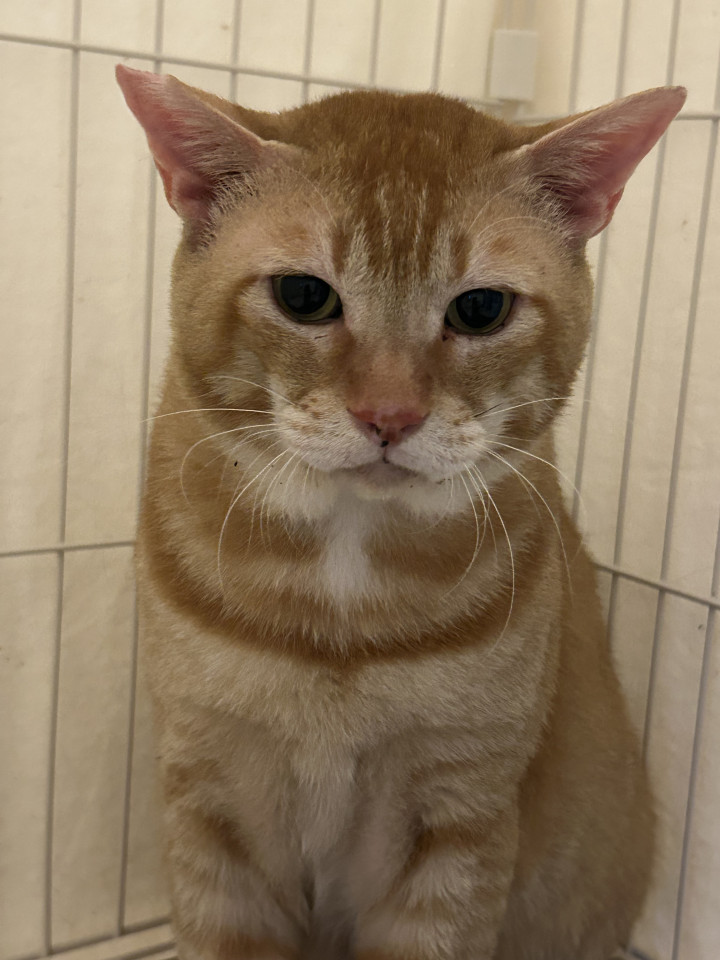 デカ猫ちゃんならここですよ！