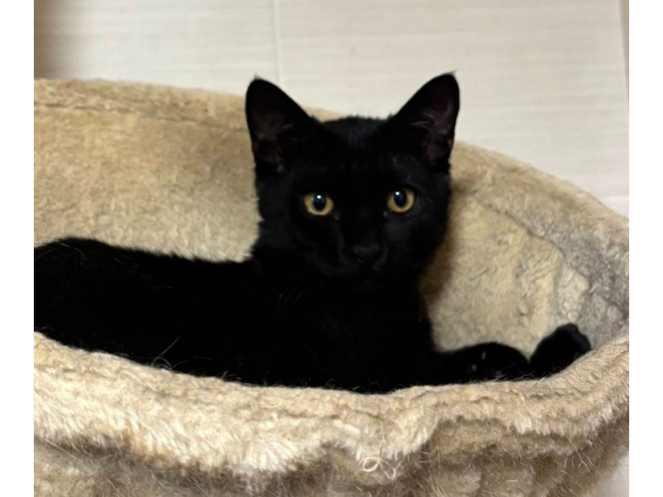 まるでジジみたい!愛らしい黒猫の男の子